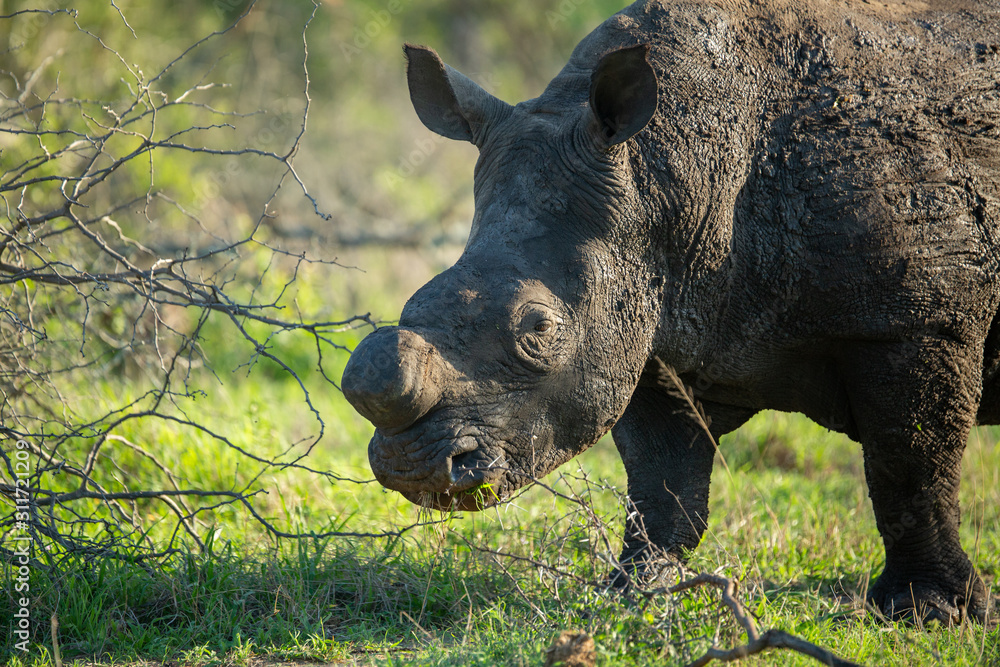Fototapeta premium Large rhino whose horn has been partially removed to try prevent Rhino poaching