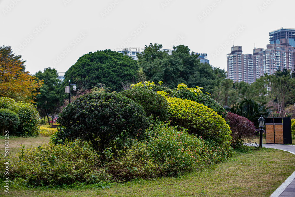Obraz premium Green trees, bushes in the Chinese park in megapolis. Nature in city 