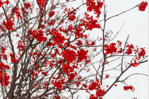 Bunches of red Sorbus aucuparia in winter.