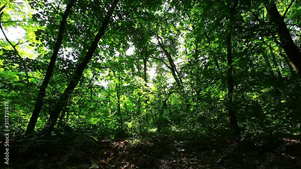 morning in the forest. the sun's rays pass through trees morning in the forest. the sun's rays pass through trees