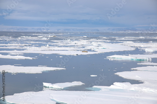 Walrus on Arctic sea ice, Spitsbergen, Svalbard