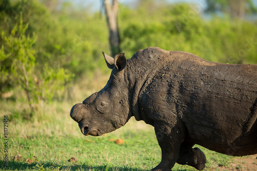 Photos Large rhino whose horn has been partially removed to try prevent Rhino poaching