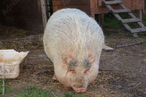 Pink female "Pot-Bellied Pig" in Gornhofen, Baden-Wuerttemberg, Germany.