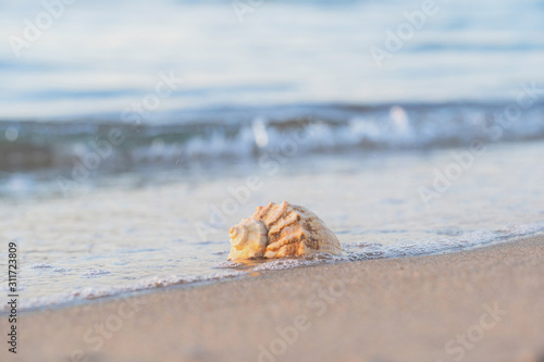 beautiful shell lies on the beach, next to the azure water of the sea
