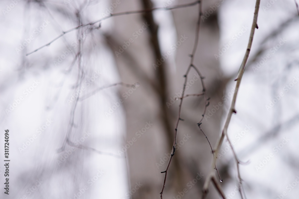 Thin bare birch tree branches in raindrops, against the backdrop of a grey foggy sky. Thin bare birch tree branches in raindrops, against the backdrop of a grey foggy sky.