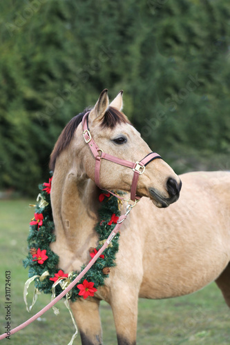 Beautiful horse portrait in christmas wreath decoration christmastime © acceptfoto