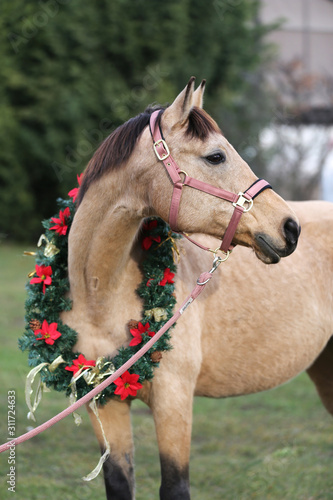 Beautiful horse portrait in christmas wreath decoration christmastime