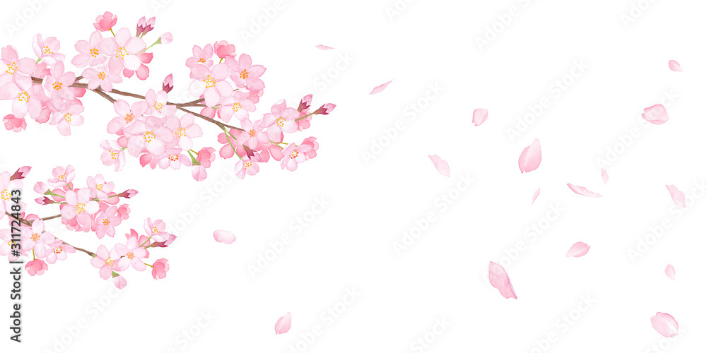  春の花：さくらと散る花びらの背。水彩イラスト