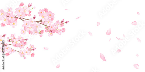 春の花 さくらと散る花びらの背景 水彩イラスト Stock Illustration Adobe Stock 春の花 さくらと散る花びらの背景 水彩イラスト Stock Illustration Adobe Stock