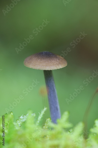 Entoloma lampropus (formerly Leptonia lampropus), a rare pinkgill mushroom growing wild in Finland