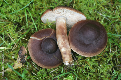 Tricholoma imbricatum, known as the matt knight, wild mushroom from Finland photo