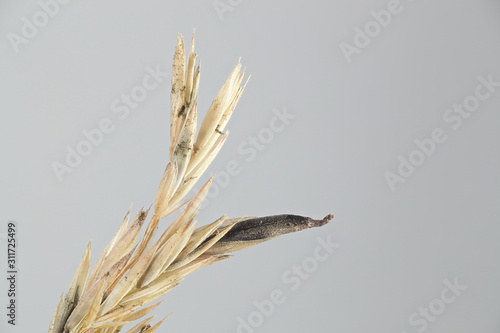 Claviceps purpurea, known as ergot fungus, growing on meadow grass (Poa sp) in Finland photo