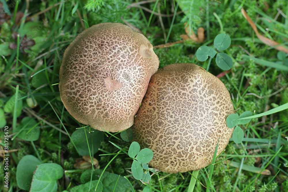Xerocomellus cisalpinus, formerly considered a form of Xerocomellus chrysenteron, the red cracking bolete, wild mushrooms from Finland Xerocomellus cisalpinus, formerly considered a form of Xerocomellus chrysenteron, the red cracking bolete, wild mushrooms from Finland