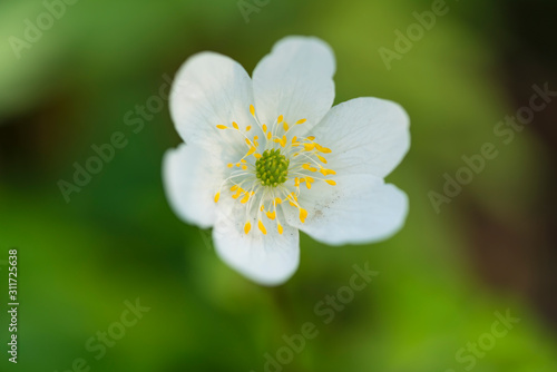 Wild wood anemone found in the forest