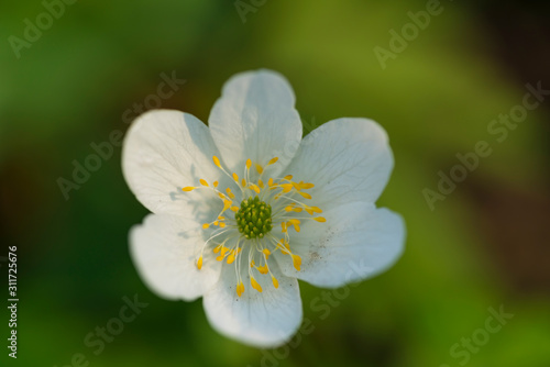 Wild wood anemone found in the forest