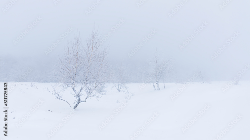 A frozen forest surrounded by mist