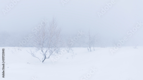 A frozen forest surrounded by mist © Daniel M