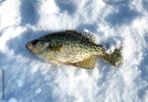 Crappie on ice and snow caught fishing