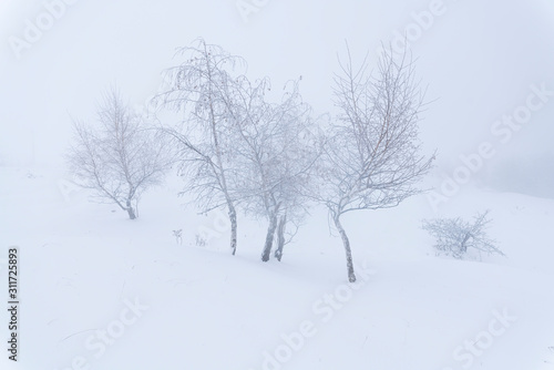 A frozen forest surrounded by mist