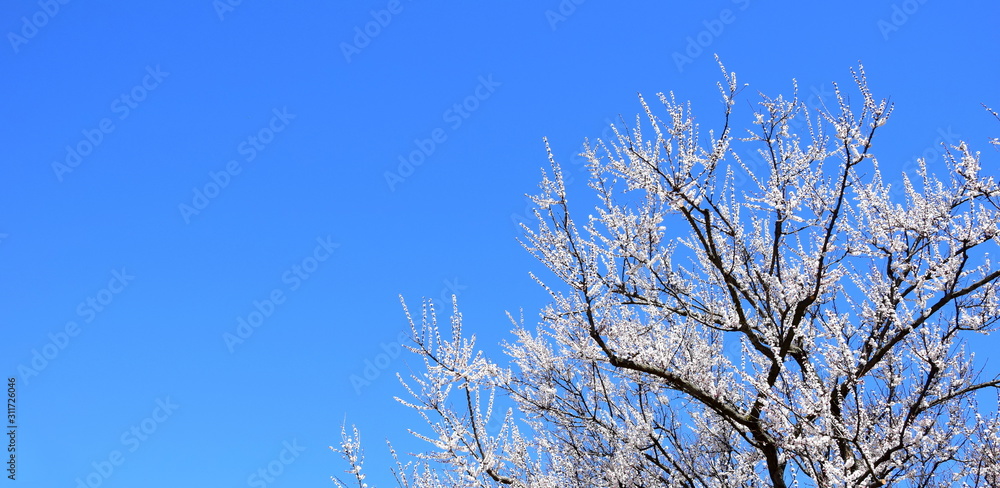 Weiß blühender Baum im Frühling vor blauen Himmel - Banner für Website