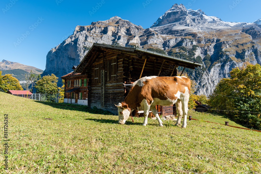 Cows graze on the farm with barns and mountains in sunny day.