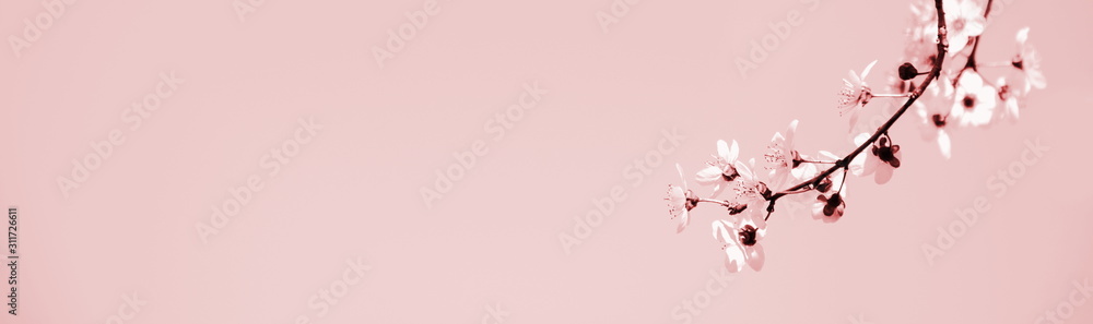 Hintergrund japanische Kirschblüten in rosa als Banner