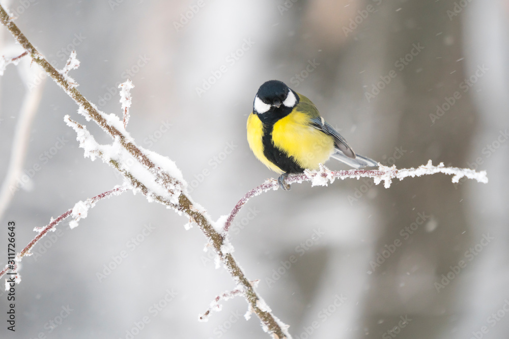Naklejka premium Great tit in a winter landscape