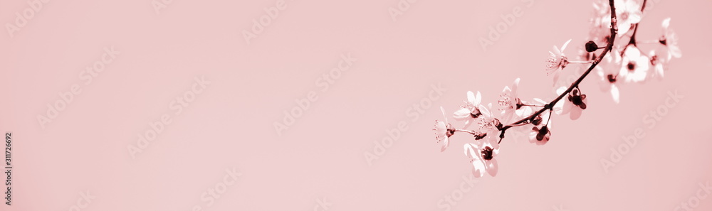 Zarte japanische Kirschbaumblüten in rosa vor rosefarbenen Hintergrund