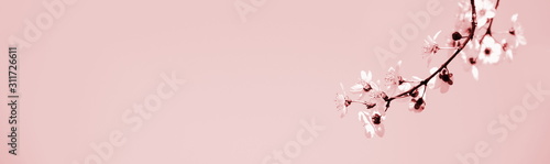 Wallpaper Mural Hintergrund japanische Kirschblüten in rosa als Banner Torontodigital.ca