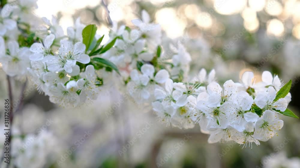 Spring cherry blossoms Spring cherry blossoms