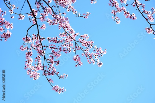 Hintergrund japanische Kirschblüten in rosa vor blauen Himmel