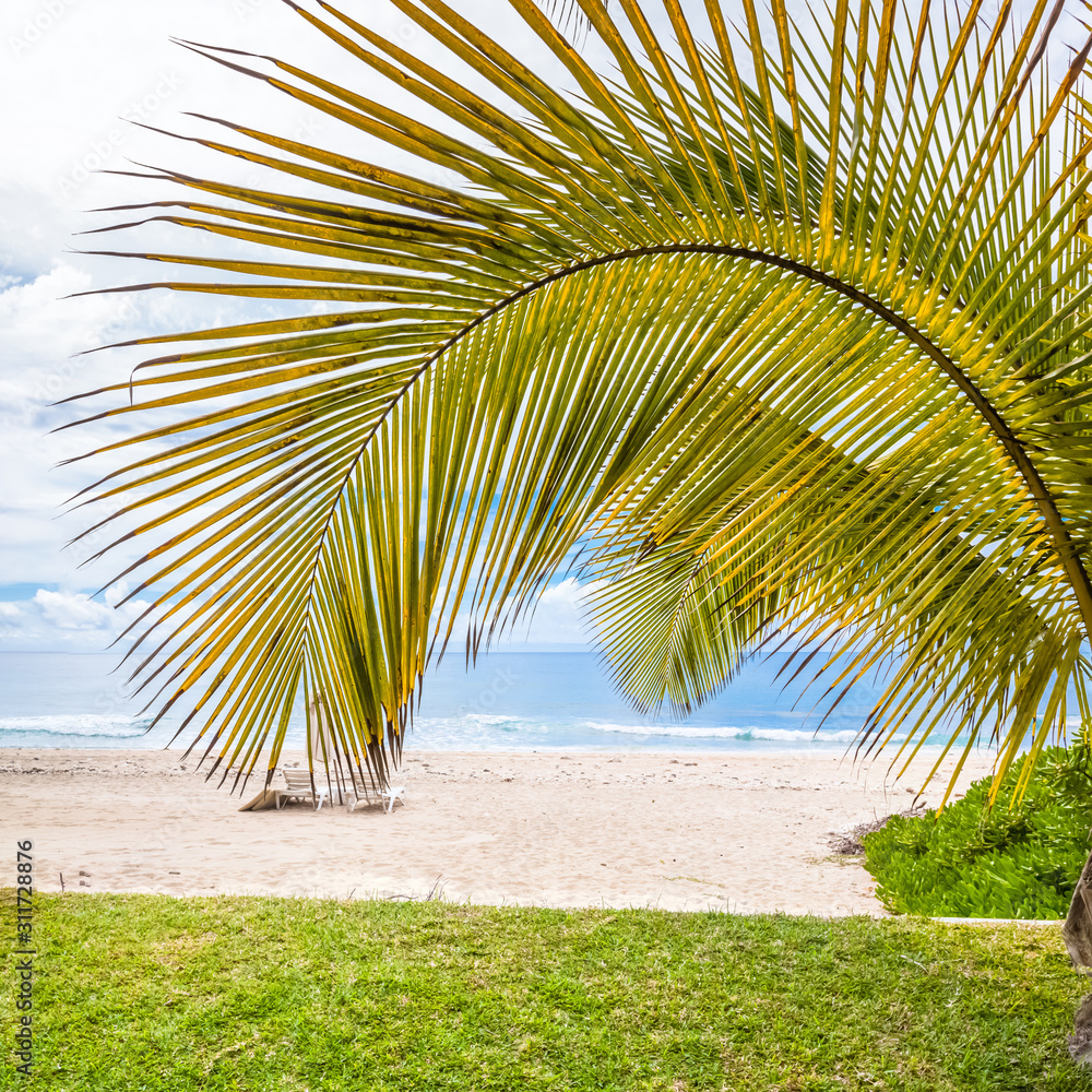 palm tree on the beach of Boucan, Réunion Island 