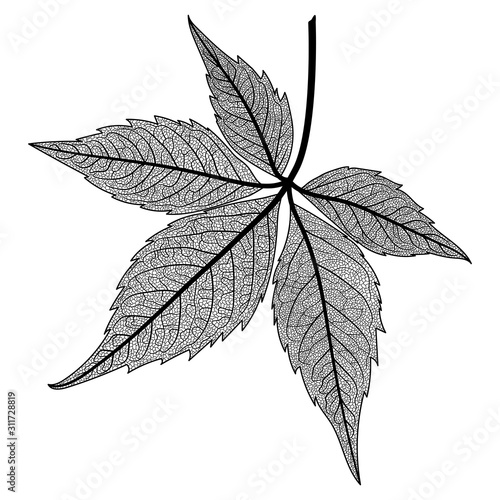 Leaf veins isolated. Vector illustration. EPS 10