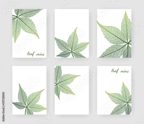 Set background with leaf vein  . Vector illustration. EPS 10