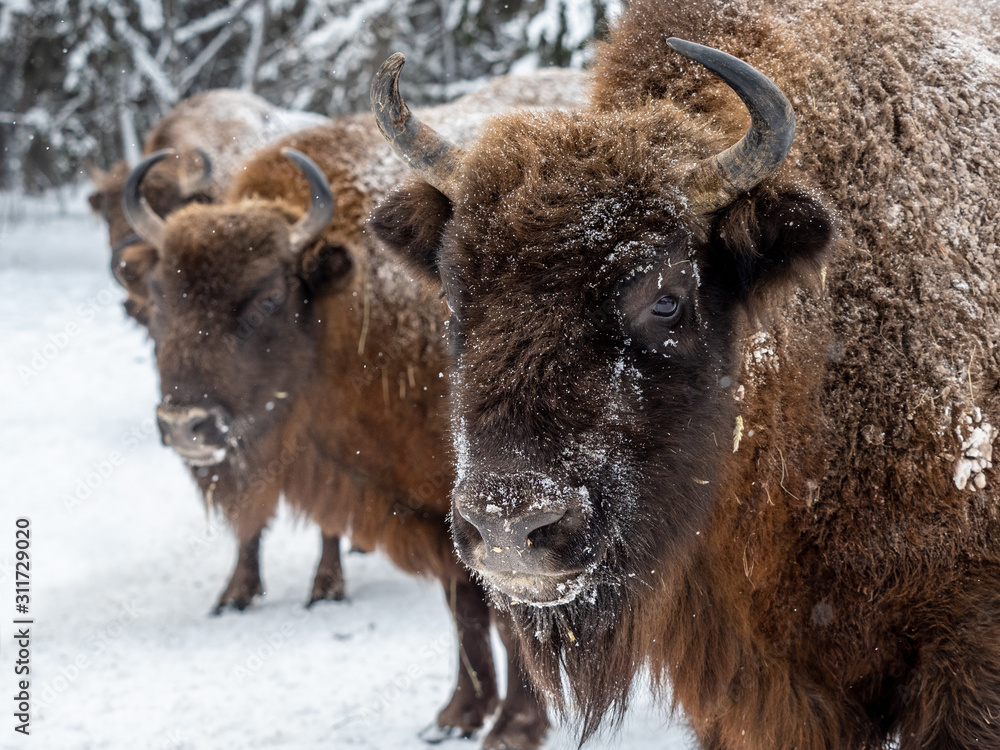 bison bison