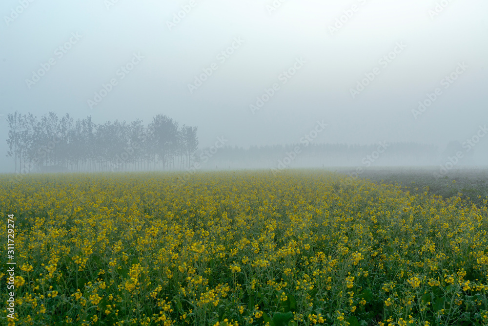 foggy morning view of mustard field in rural india in winters foggy morning view of mustard field in rural india in winters