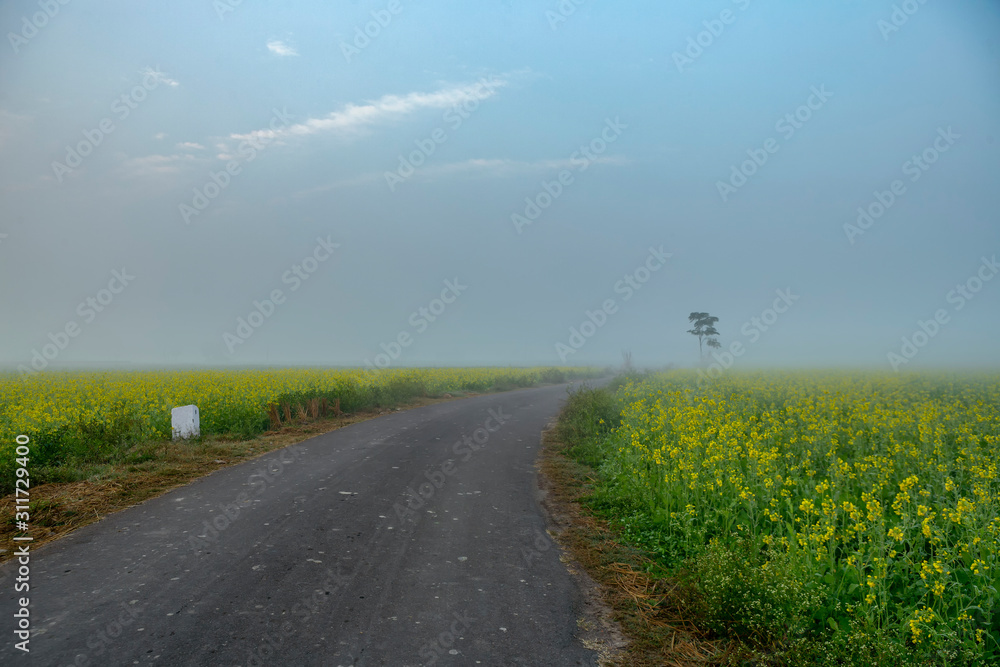 foggy morning view of mustard field in rural india in winters foggy morning view of mustard field in rural india in winters