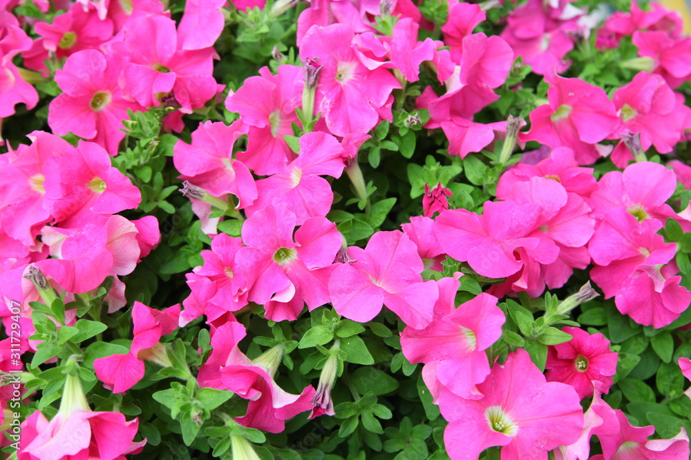pink petunia background pink petunia background