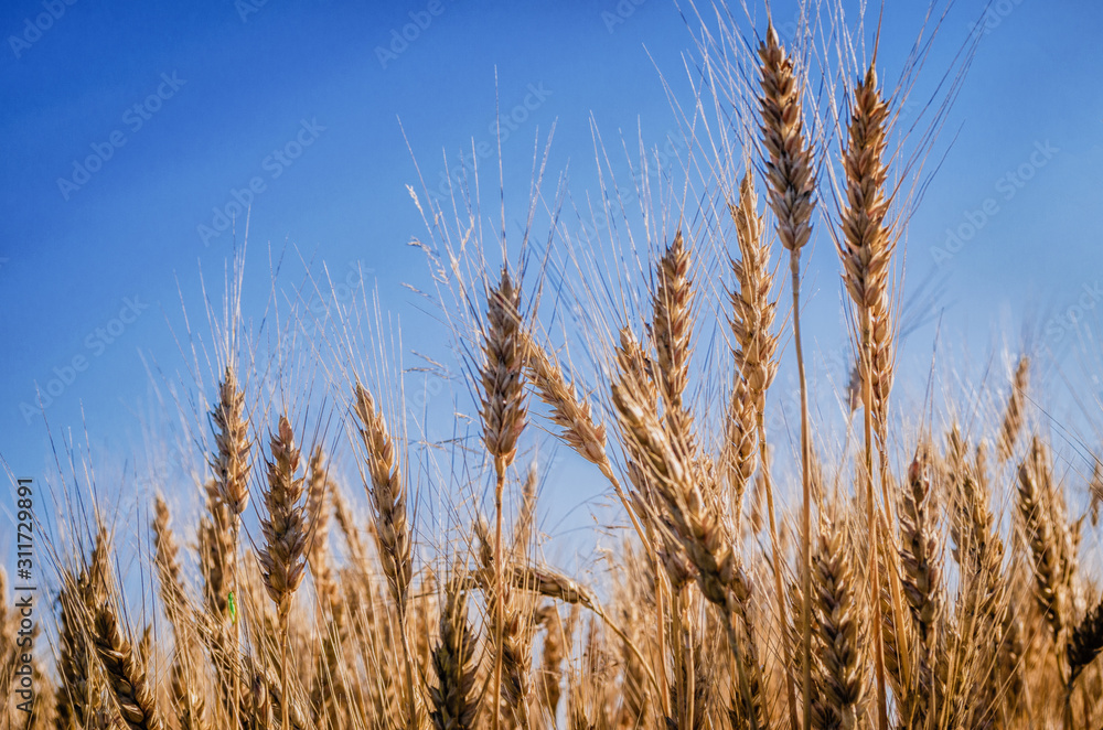 Fototapeta premium Ripe wheat against a blue sky