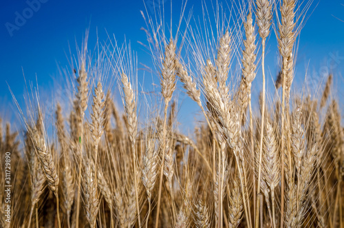 Ripe wheat against a blue sky
