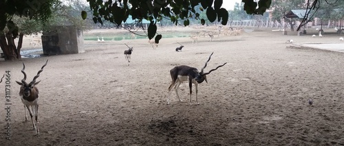 Trees and Animals at the Gokol of UttarPradesh in India photo