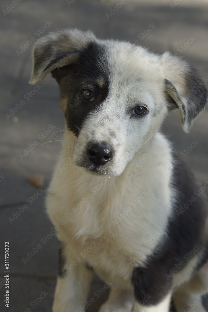 puppy puppy