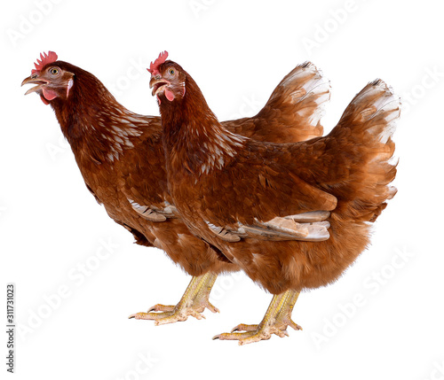 Hen eggs isolated on white background.