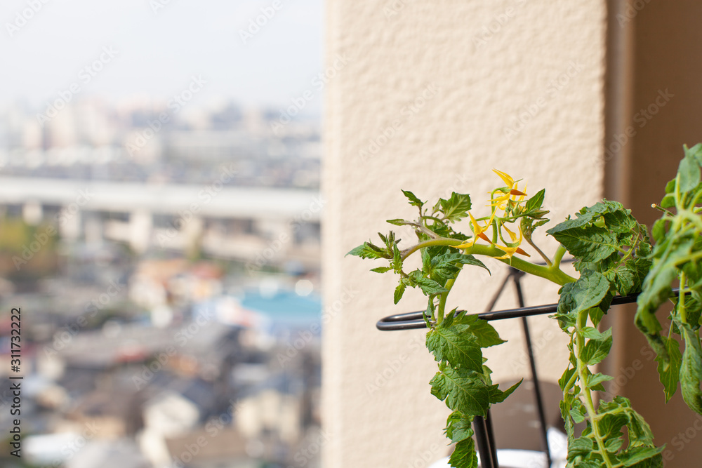 ベランダ園芸のミニトマトの花 Stock Photo Adobe Stock ベランダ園芸のミニトマトの花 Stock Photo Adobe Stock
