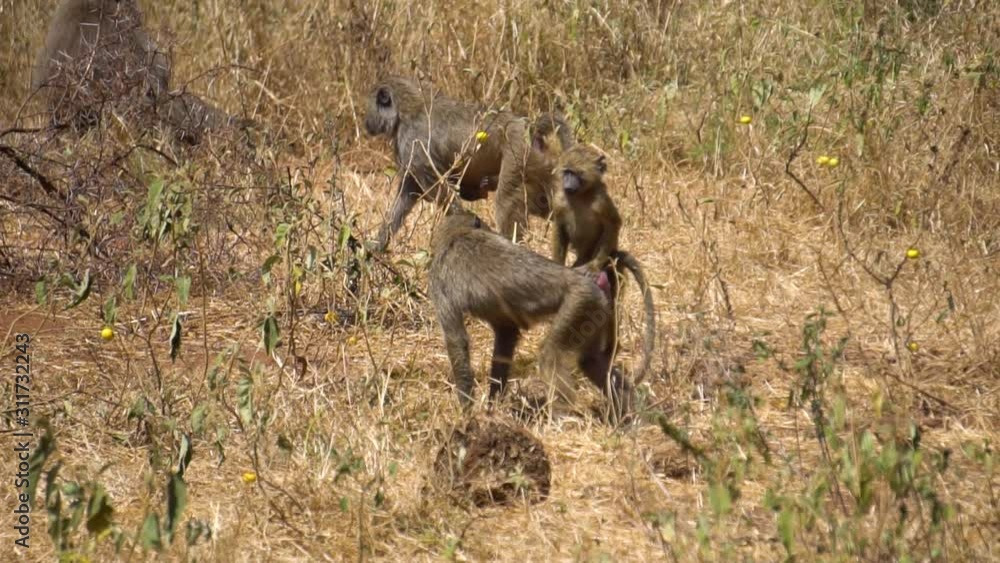Slow Motion of Baboon Monkey Family in Walking in Pasture of African Savannah. Funny Animals in Natural Habitat Slow Motion of Baboon Monkey Family in Walking in Pasture of African Savannah. Funny Animals in Natural Habitat