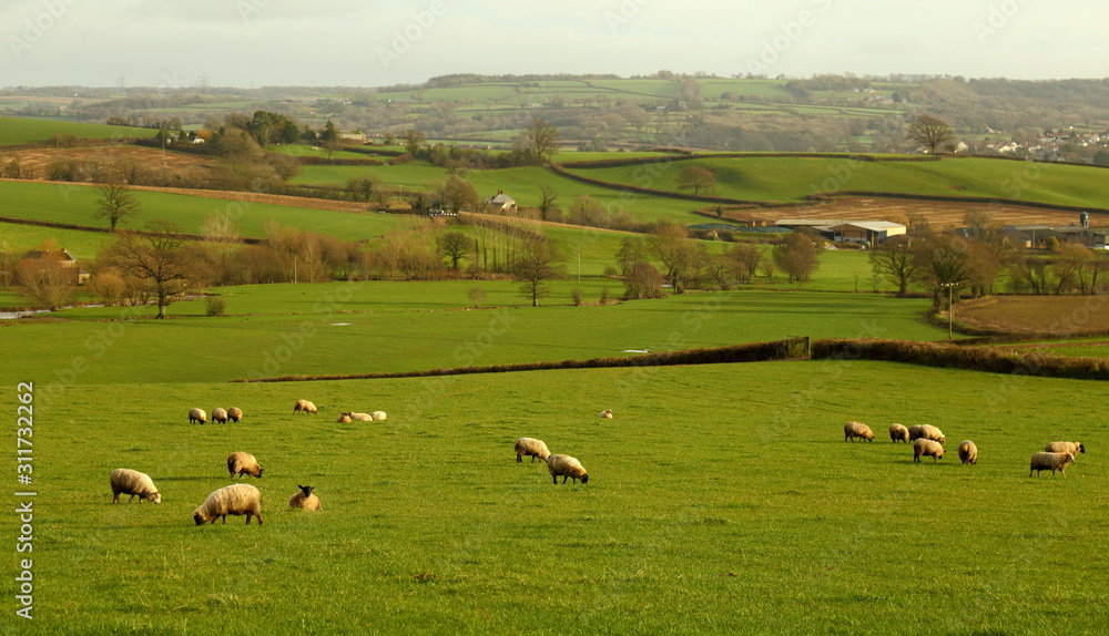 Flock of sheep grazing on the farmland in Devon