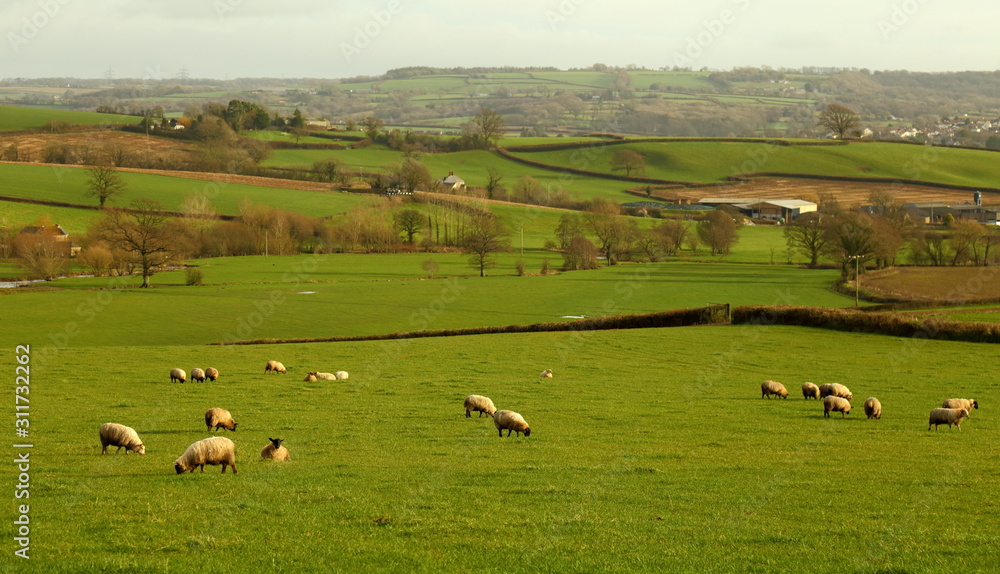 Obraz premium Flock of sheep grazing on the farmland in Devon