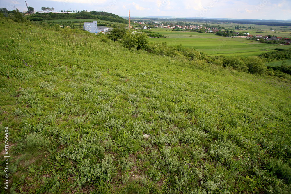 Natural xerothermic grassland with rare plant near Pinczow in Poland