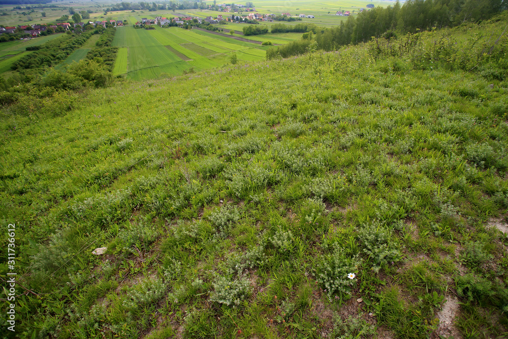 Natural xerothermic grassland with rare plant near Pinczow in Poland