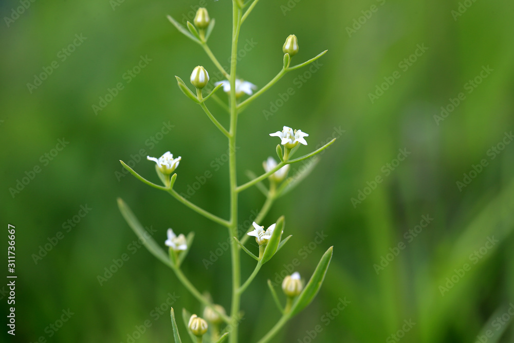 The Thesium linophylloon grwoing on a xerothermic grassland in southern Poland. The Thesium linophylloon grwoing on a xerothermic grassland in southern Poland.